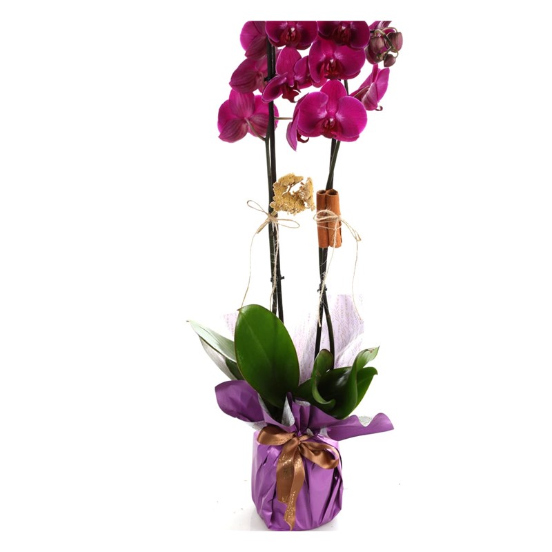 Lucky Purple Çift Dallı Mor Orkide