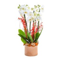 Bakır Design Six Bloom Orkide