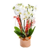 Bakır Design Six Bloom Orkide