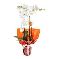 Tuscany Premium Orkide