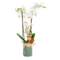 Double White Santana Orkide