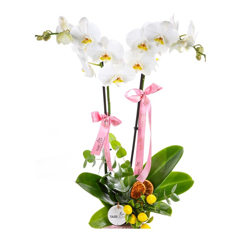 White & Lemon Orkide