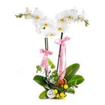 White & Lemon Orkide