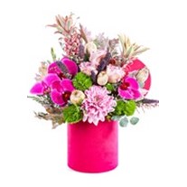 Pink Box Orchid Detail