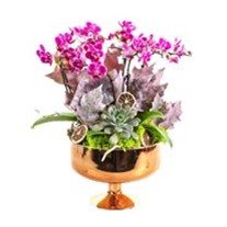 Purple Orchid Gold Vase
