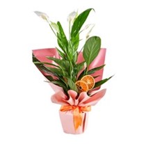 Spathiphyllum Affection (Barış Çiçeği)