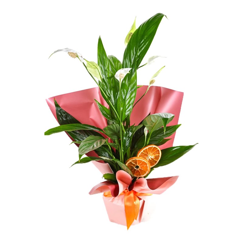 Spathiphyllum Affection (Barış Çiçeği)