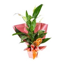 Spathiphyllum Affection (Barış Çiçeği)