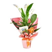 Natures Grace: Spathiphyllum