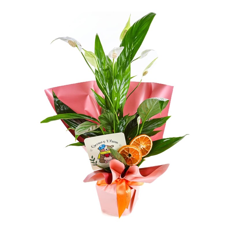 Natures Grace: Spathiphyllum