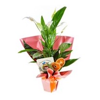 Natures Grace: Spathiphyllum