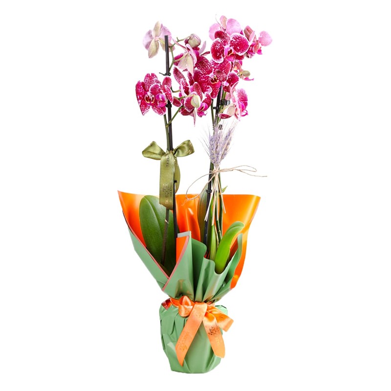 City Lights Orchid Çiçeği