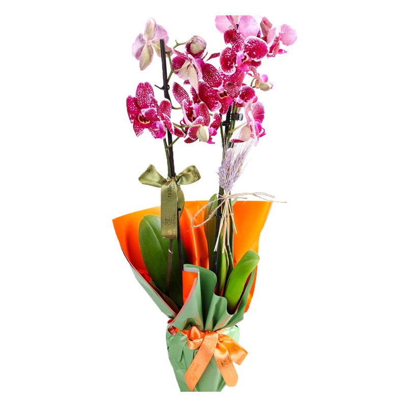 City Lights Orchid Çiçeği