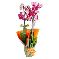 City Lights Orchid Çiçeği