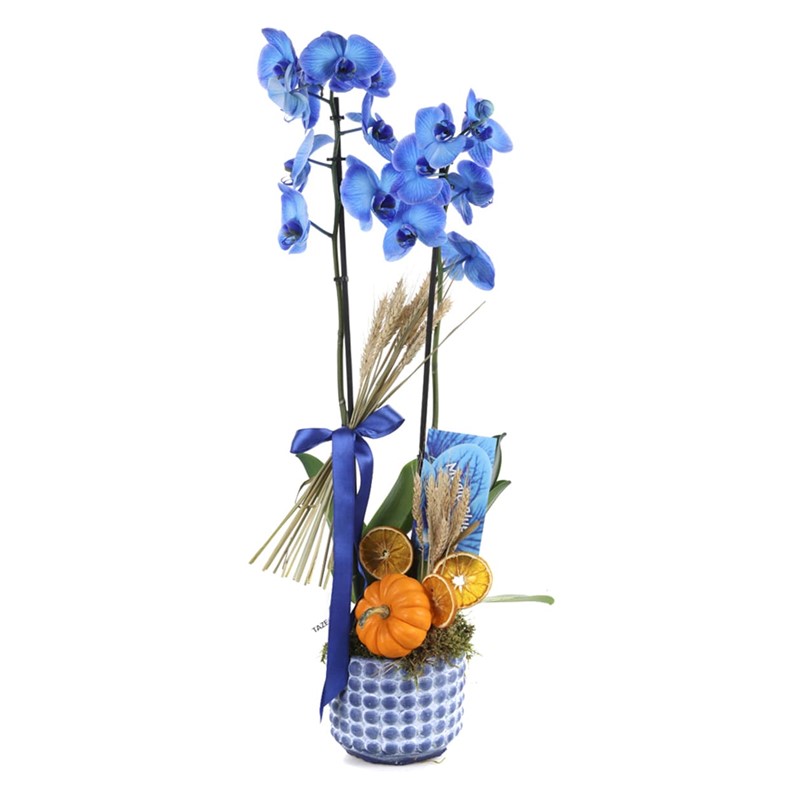 Halloween Pumpkin Blue Orchid
