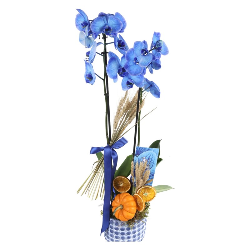 Halloween Pumpkin Blue Orchid
