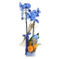Halloween Pumpkin Blue Orchid
