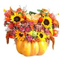 Orange Pumpkin Live