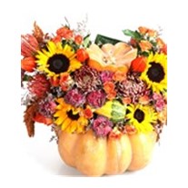 Orange Pumpkin Live