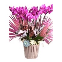 Bigger Pink Orchid