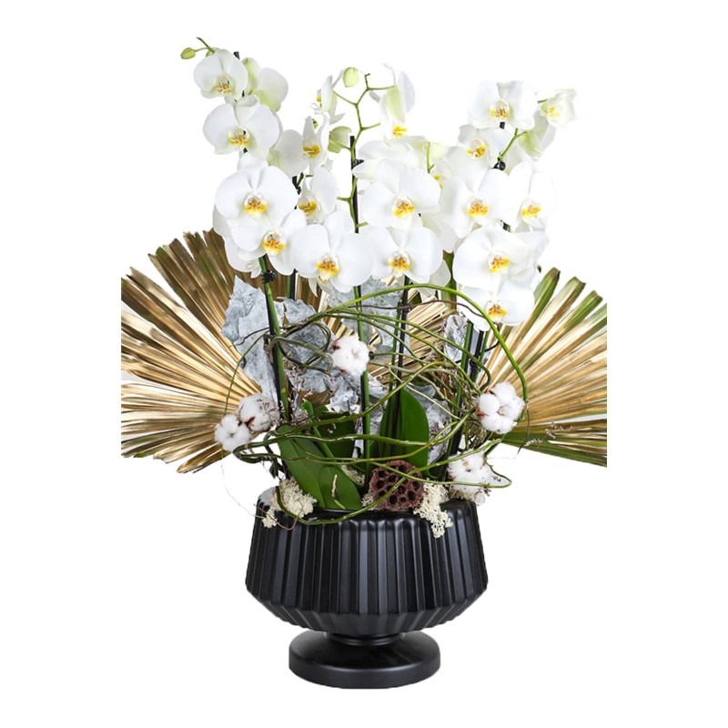 Bigger White Orchid