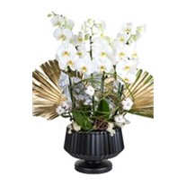 Bigger White Orchid