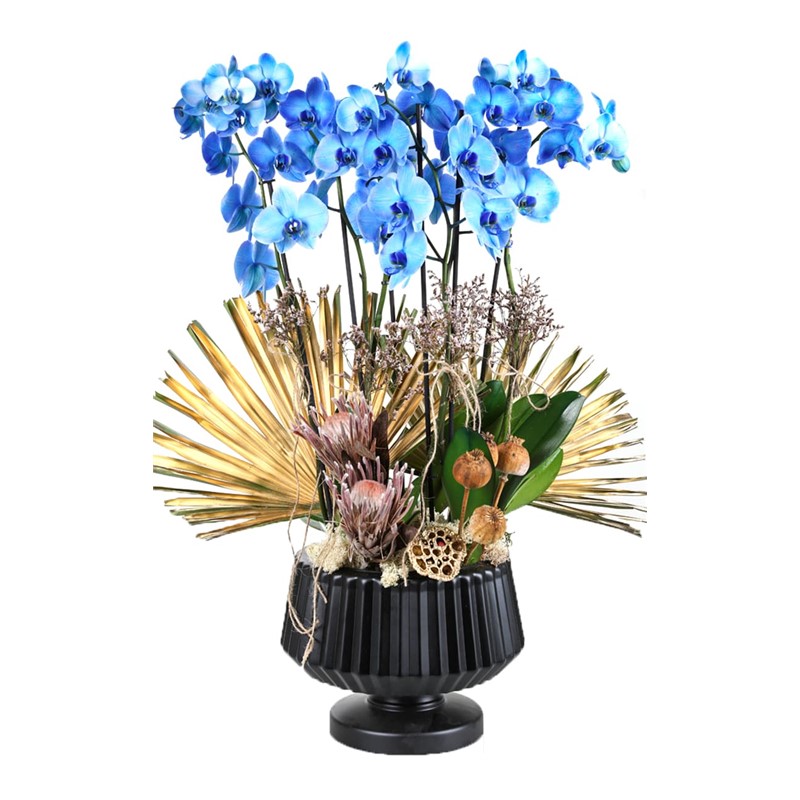 Magic Blue Mavi Orkide