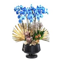 Magic Blue Mavi Orkide