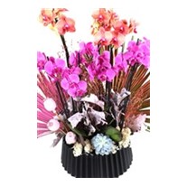 Pink & Orange Orchid