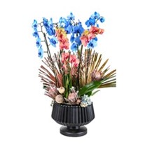 Blue & Orange Luxury Orchid