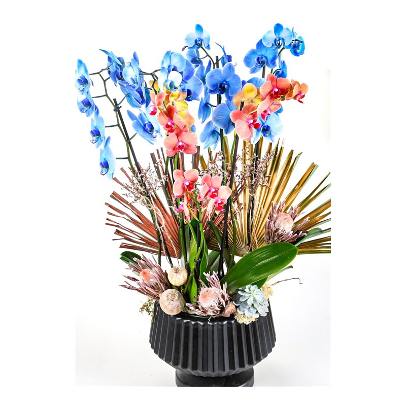 Blue & Orange Luxury Orchid