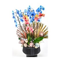 Blue & Orange Luxury Orchid