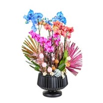 Three Tone Orchids