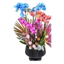 Three Tone Orchids