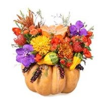 Purple Detail Orange Pumpkin