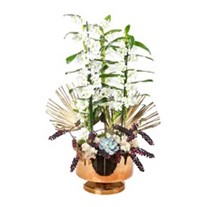 Three White Dendrobium