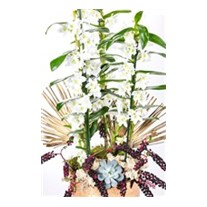 Three White Dendrobium