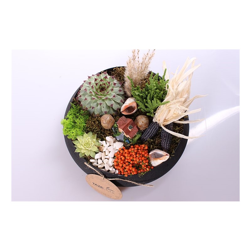Black Design Terrarium (Teraryum)