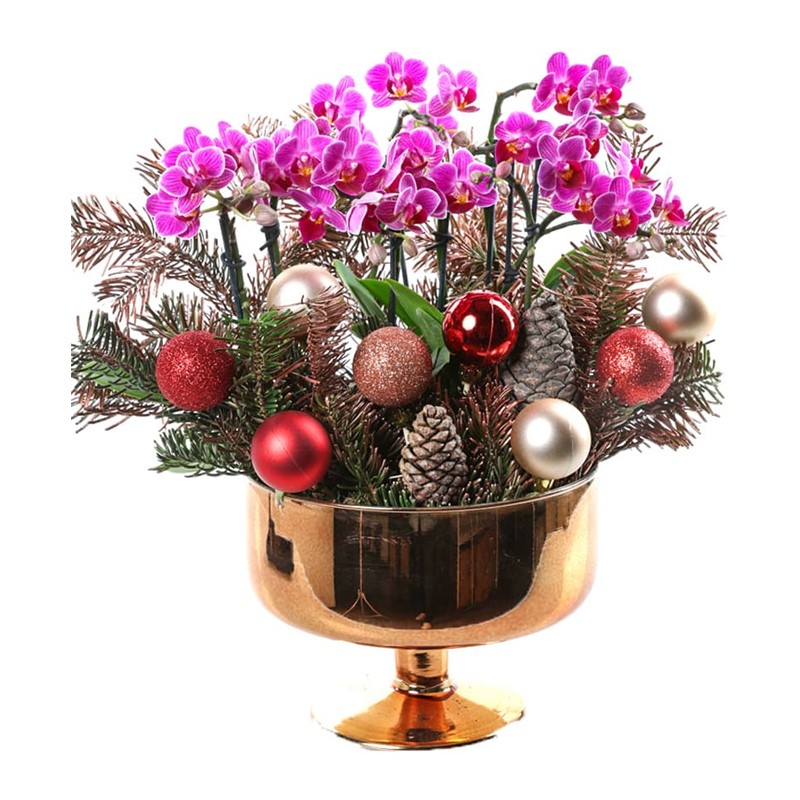 Christmas Luxury Mini Orchid