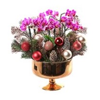 Christmas Luxury Mini Orchid
