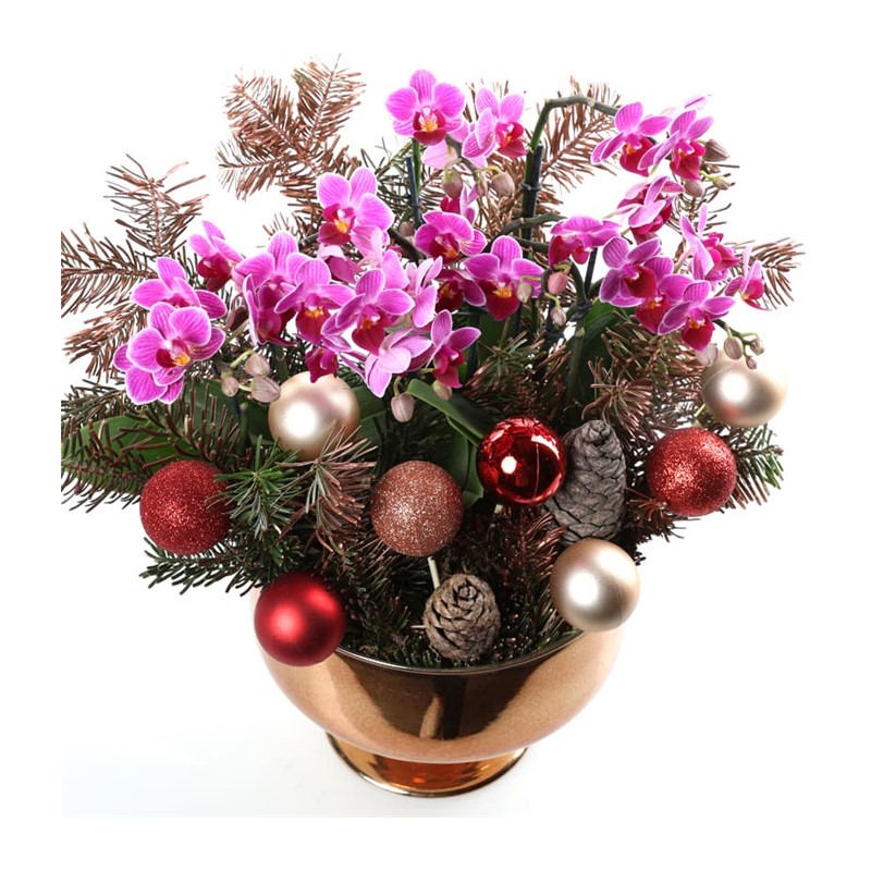 Christmas Luxury Mini Orchid