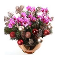 Christmas Luxury Mini Orchid