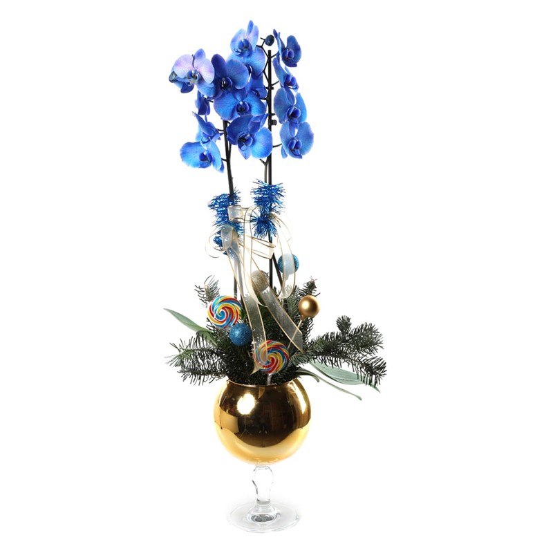 Christmas Blue Orchid