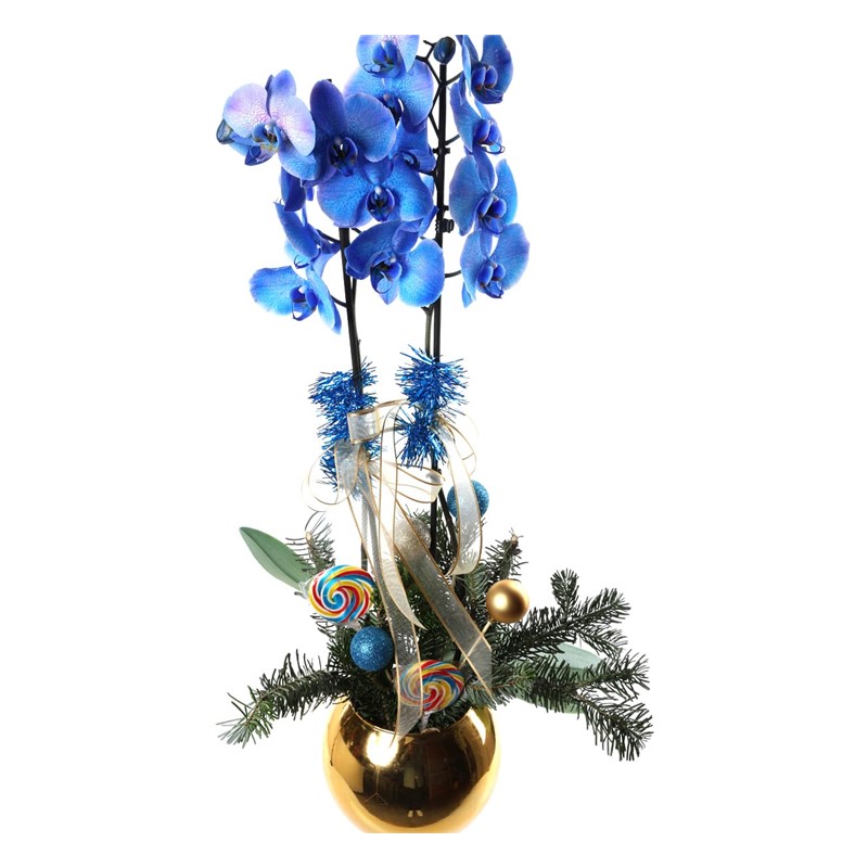 Christmas Blue Orchid