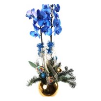 Christmas Blue Orchid