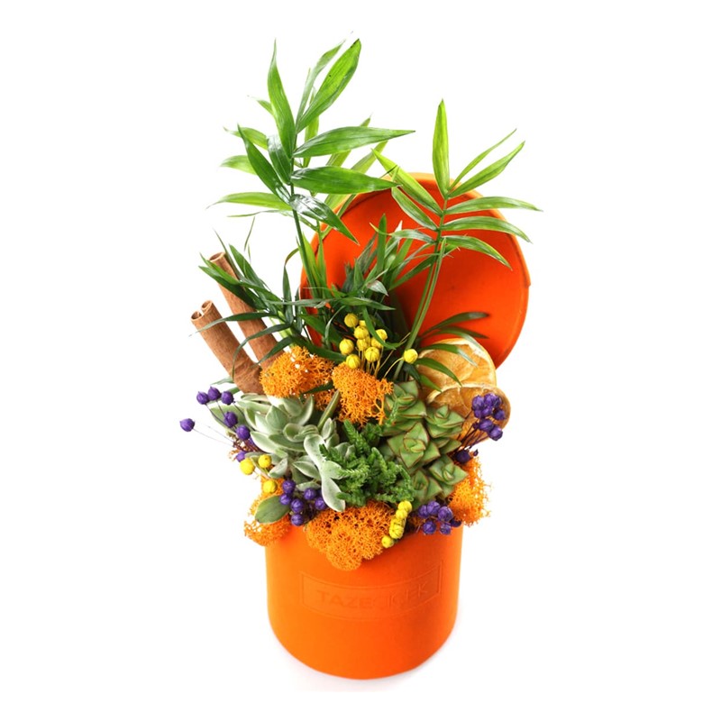 Orange Calm Garden