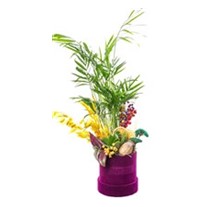 Temperate Flower