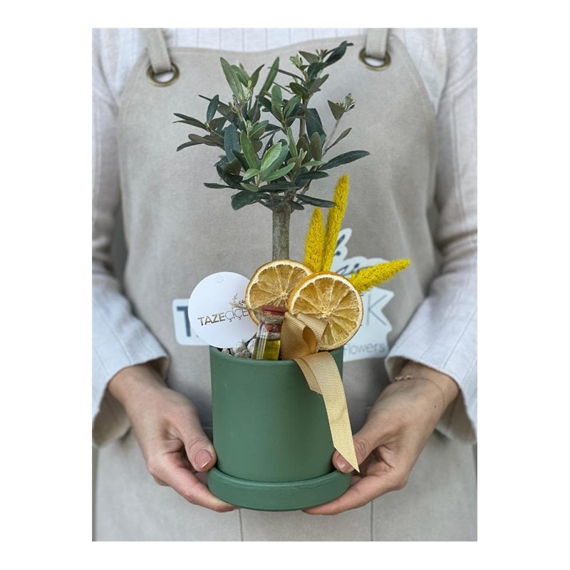 Happy Tiny Bonsai Zeytin Aac