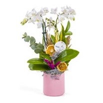 Lavender Love Orkide