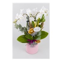 Lavender Love Orkide
